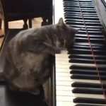 nora the piano playing cat